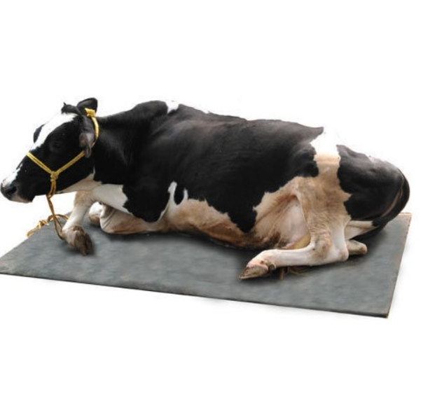 cow mattress